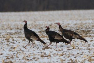 crossbow hunting for turkey