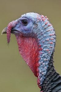crossbow turkey broadheads