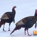 hunt turkey with crossbow