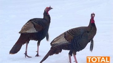 hunt turkey with crossbow