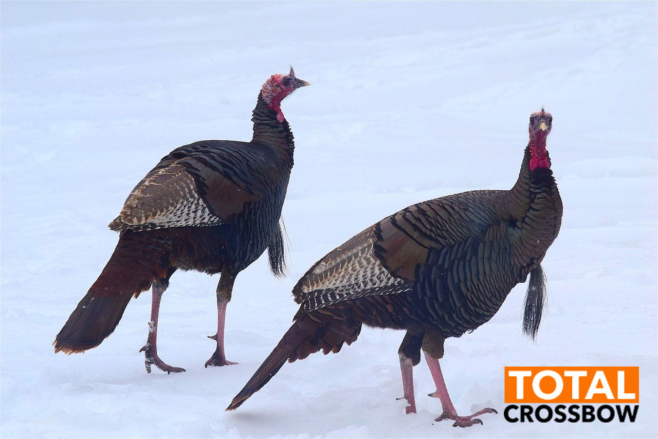hunt turkey with crossbow