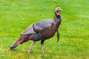 crossbow turkey broadhead reviews