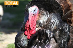 turkey hunting broadhead reviews ratings