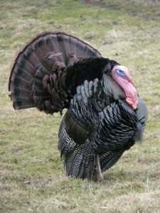 turkey hunting with box friction calls