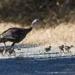 hunting eastern wild turkeys