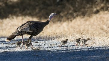 hunting eastern wild turkeys