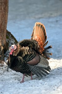 friction calls for turkey hunting