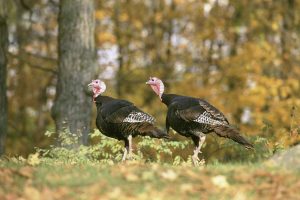turkey mouth reed call ratings