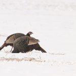 hunting turkeys