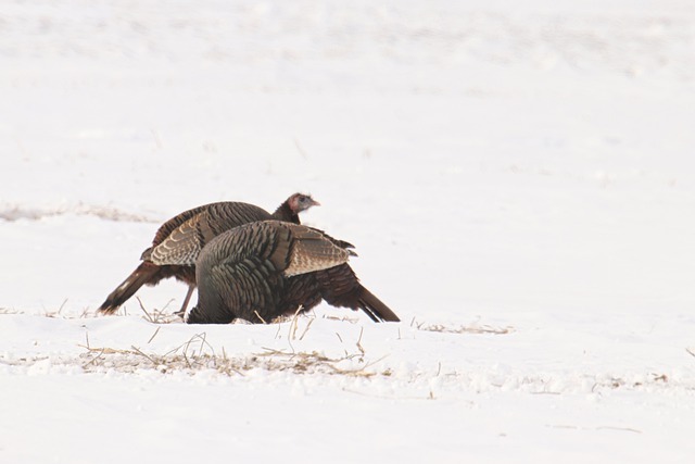 hunting turkeys