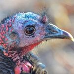 crossbow hunting merriam turkey