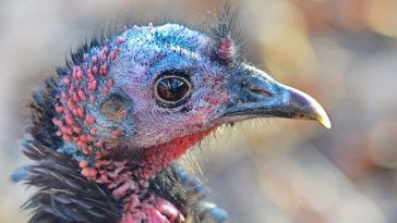 crossbow hunting merriam turkey