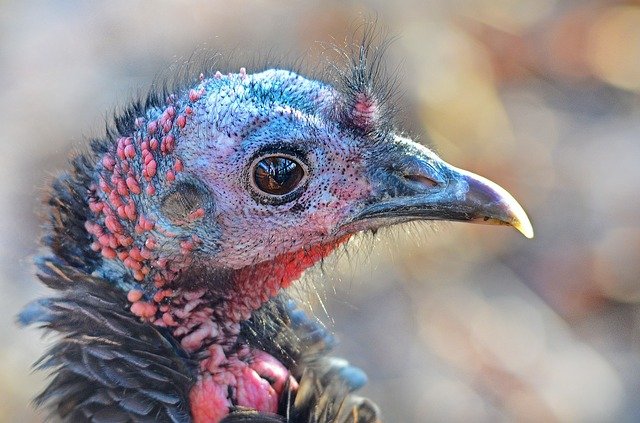 crossbow hunting merriam turkey
