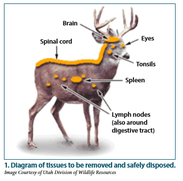 precautions for cwd deer hunting