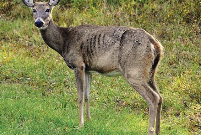 cwd risks