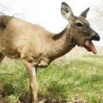 Avoid CWD Infected Venison