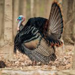 Collapsible turkey decoy reviews