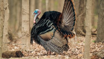 Collapsible turkey decoy reviews
