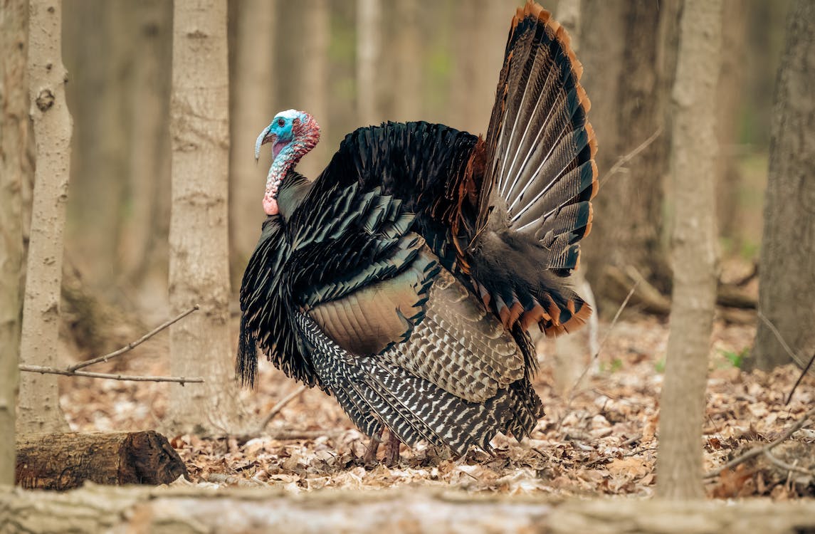 The Best Inflatable & Collapsible Turkey Decoys Reviews For Hunters