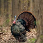 Electric turkey call reviews