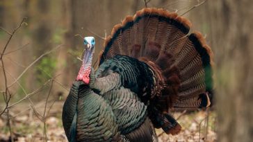Electric turkey call reviews