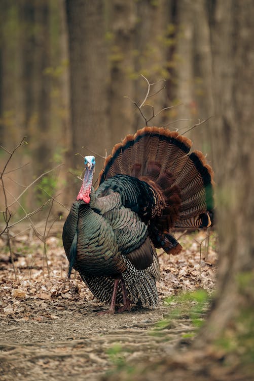 Best Electronic Turkey Calls For Gobbler Hunting