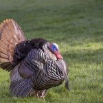 ground blind chair reviews